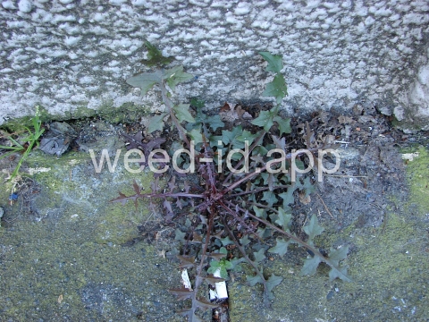 lettuce, wall